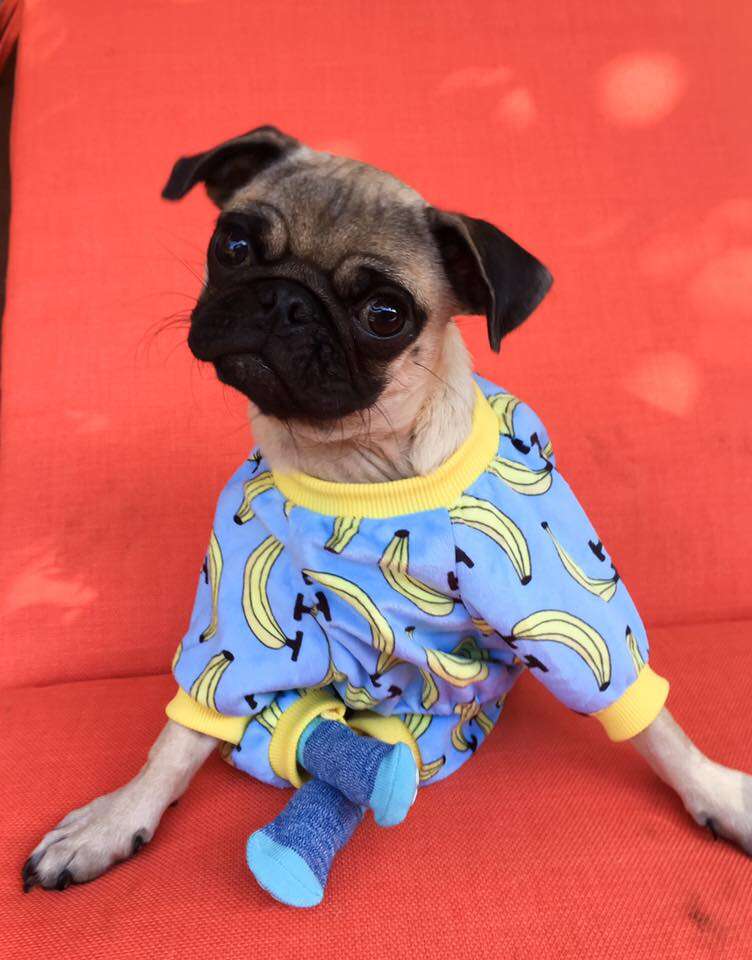 Injured pug in pajamas and socks