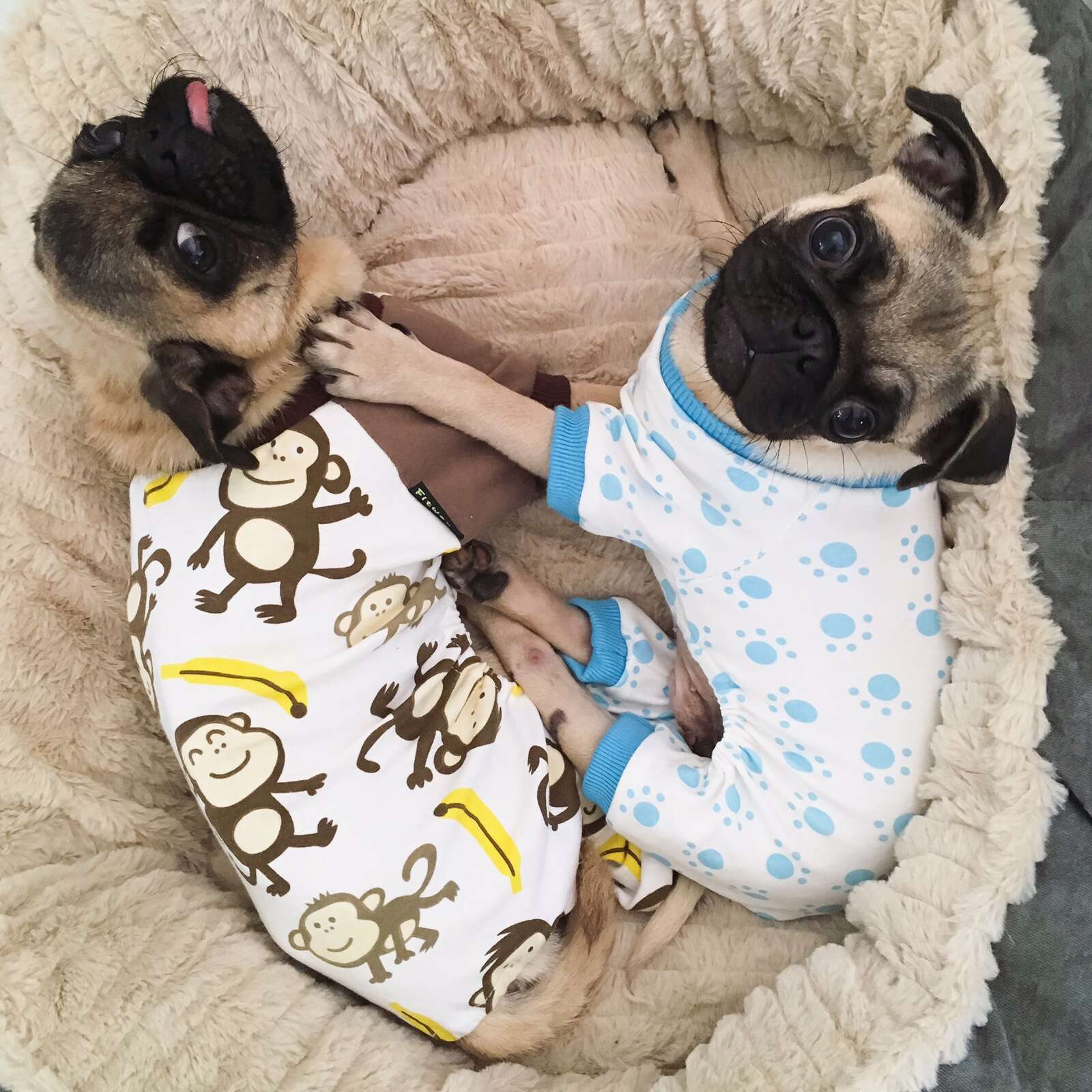 Two pugs in pajamas in dog bed