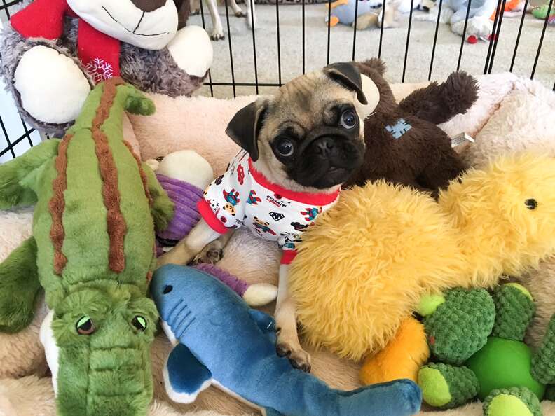 Frankie The Paralyzed Pug Wears Pajamas And Socks To Get Around