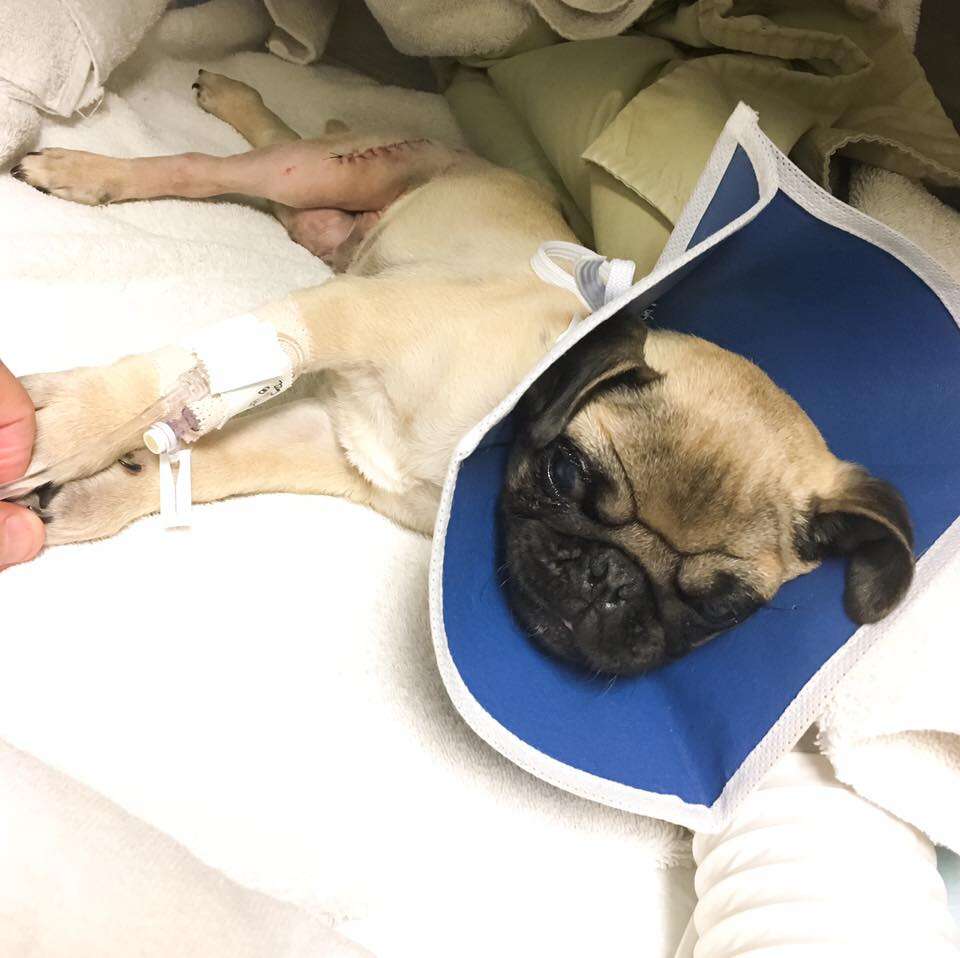 Pug being cared for a vet