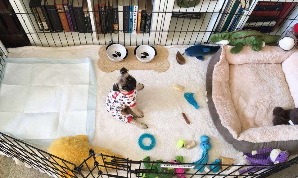Pug in pajamas in playpen