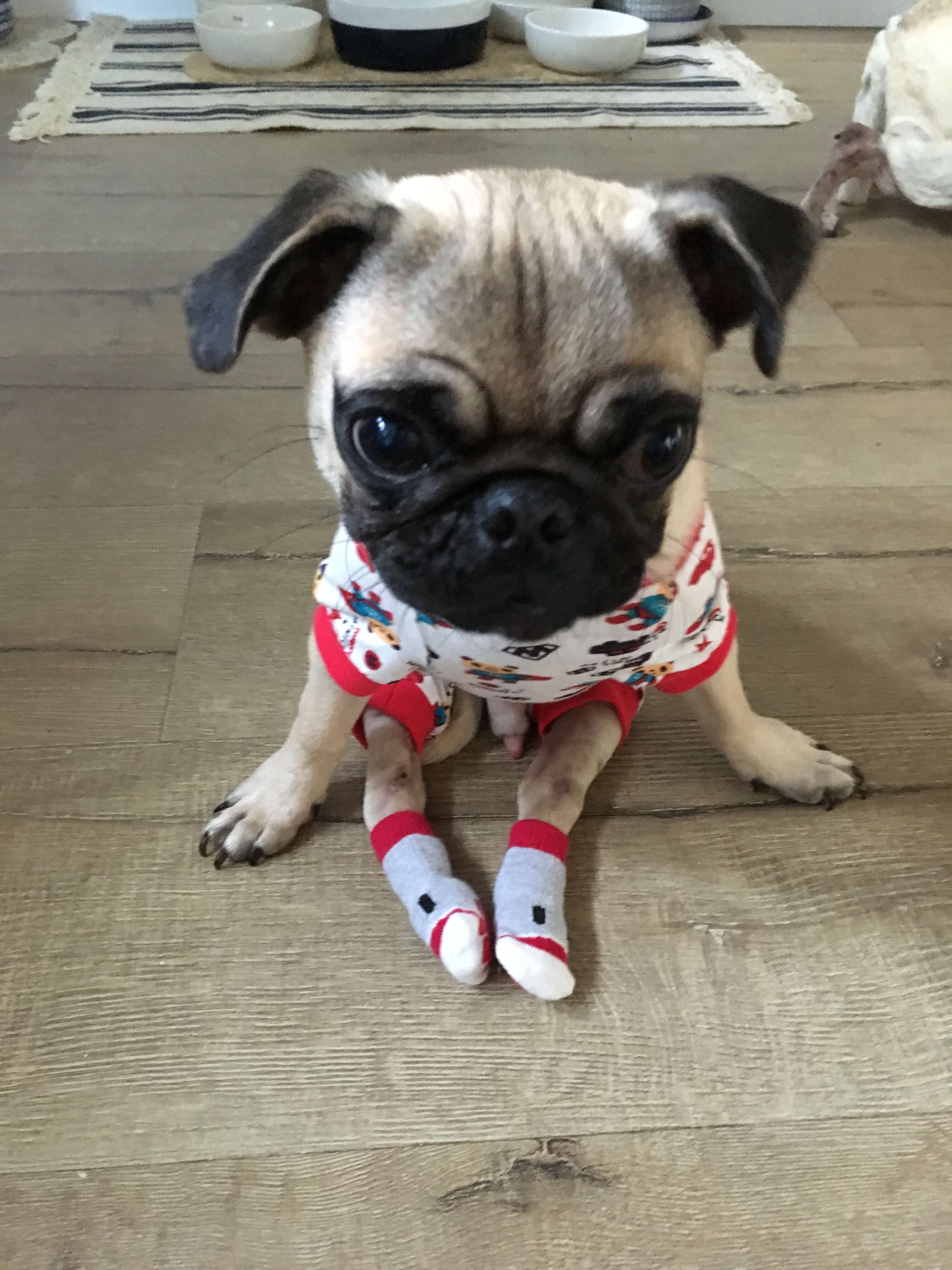 Injured pug in pajamas