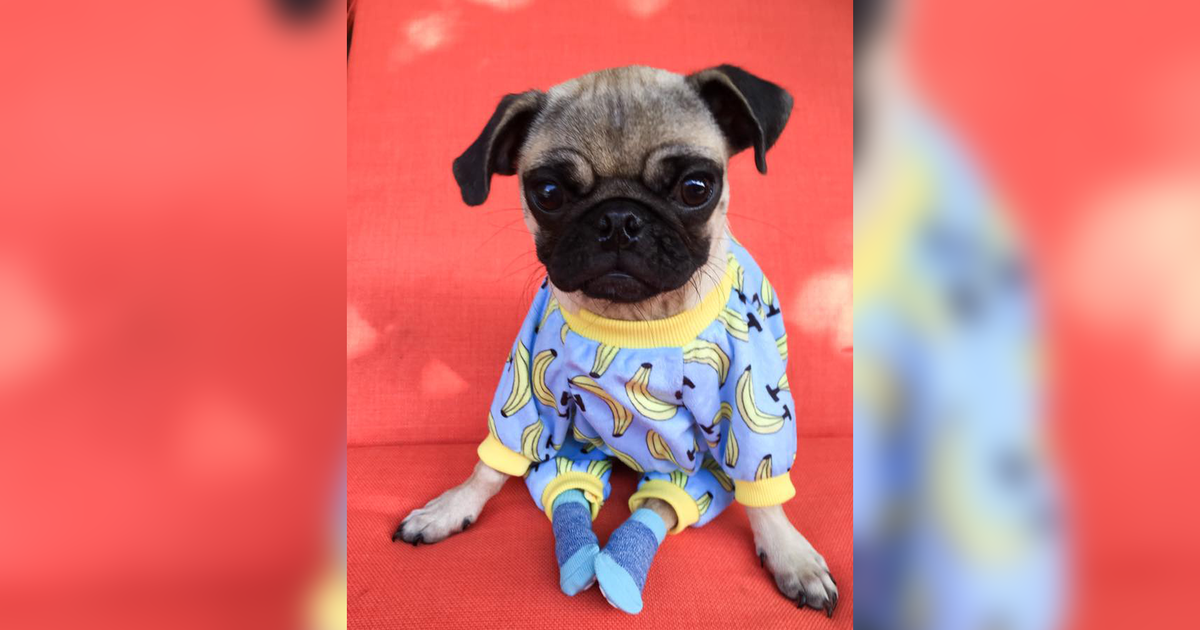 Frankie The Paralyzed Pug Wears Pajamas And Socks To Get Around