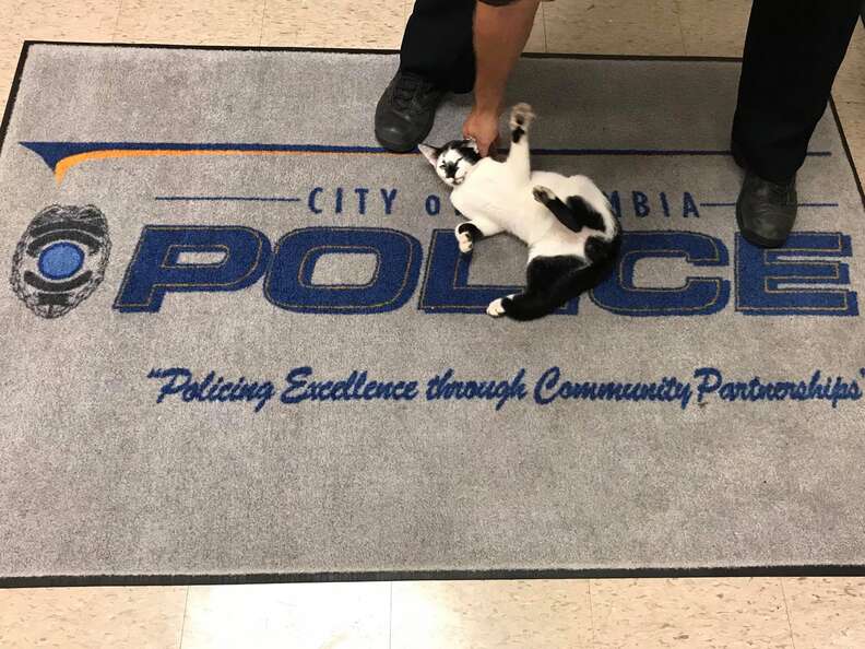 This Cat Kept Coming To A Police Department, So The Cops Built Their New  Master A Cozy Condo