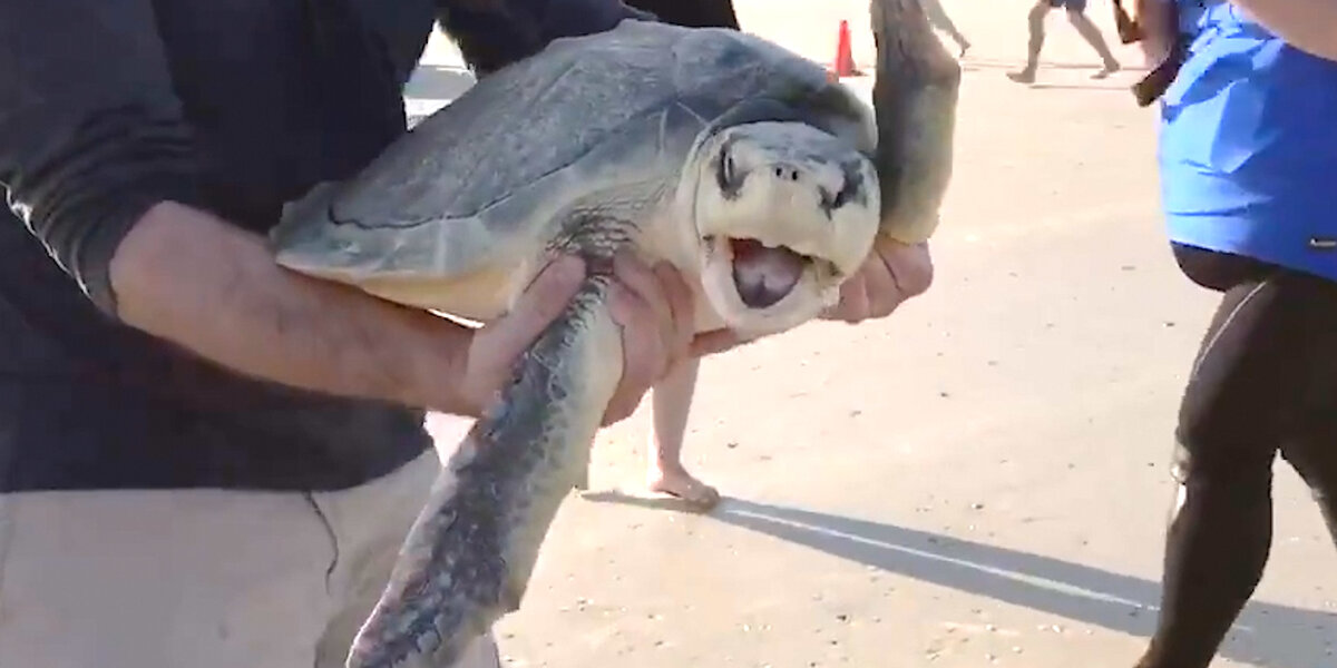 30 Rescued Sea Turtles Return To The Ocean - Videos - The Dodo