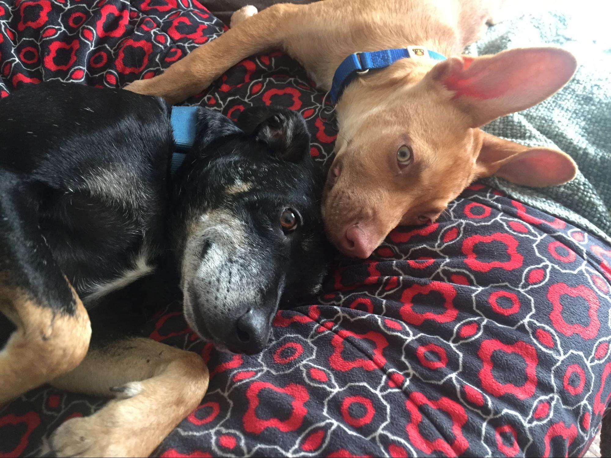 rescue dog and puppy
