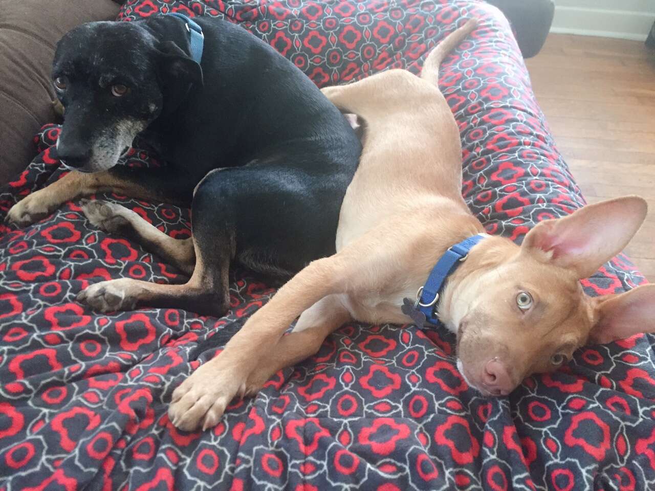rescue dog and puppy texas