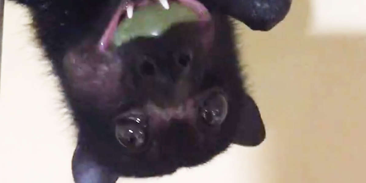Rescued Bat Munches On Grapes Videos The Dodo