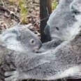 Koala Mom Rescues Her Baby From Barbed Wire