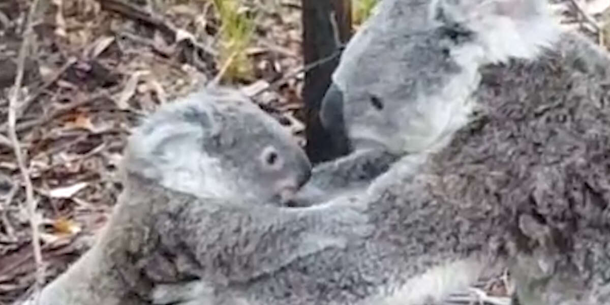 Koala Mom Rescues Her Baby From Barbed Wire - Videos - The Dodo