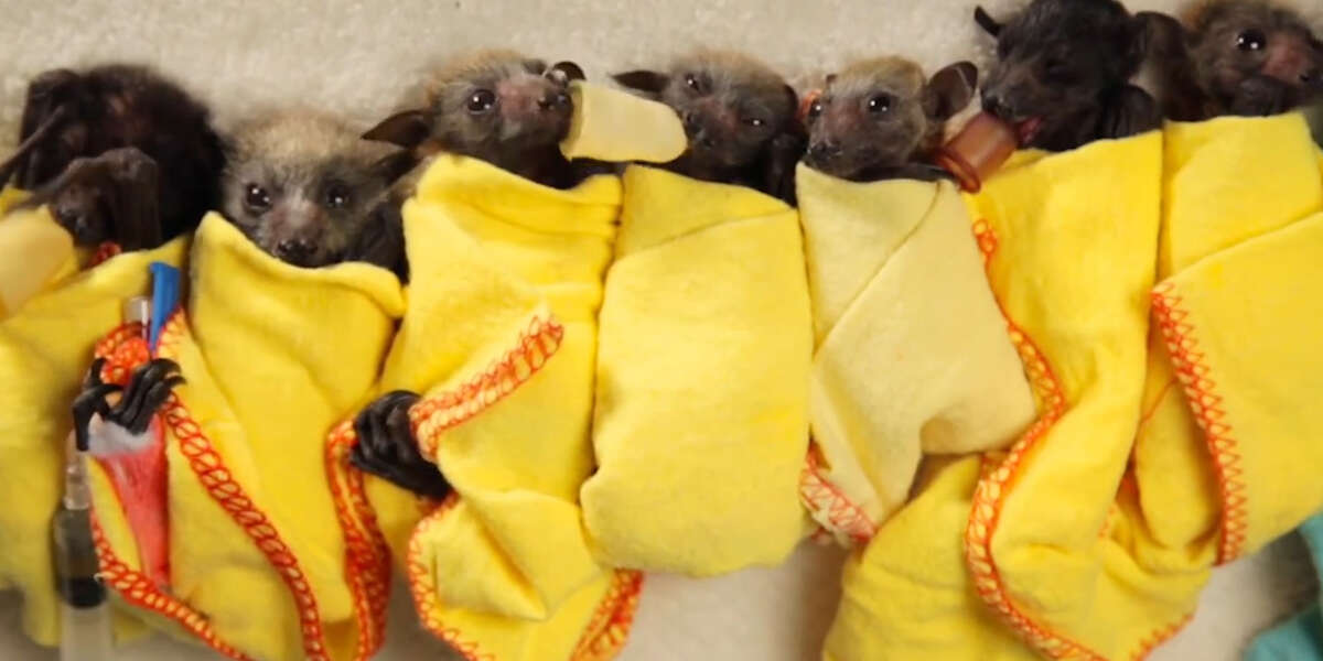 How To Make Baby Bat Burritos Videos The Dodo