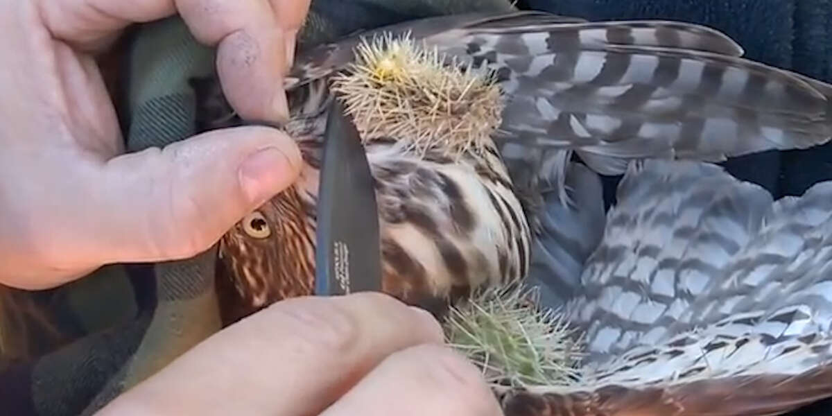 Hawk Gets Rescued From A Cactus - Videos - The Dodo