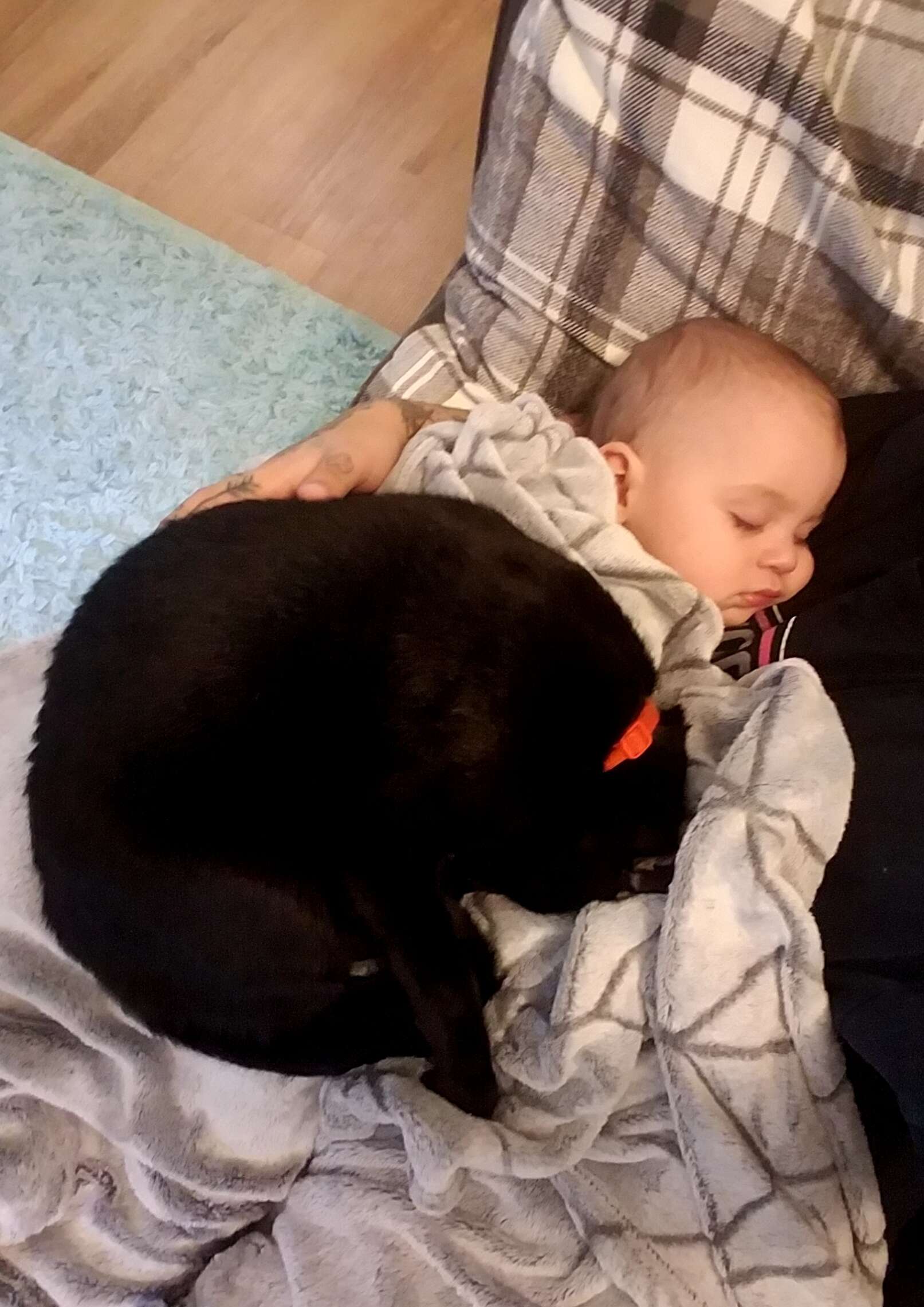 baby and cat growing up together