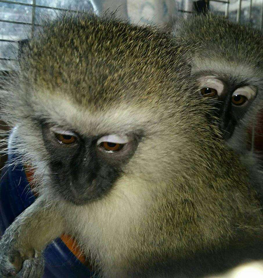 Two rescued monkeys in cage together