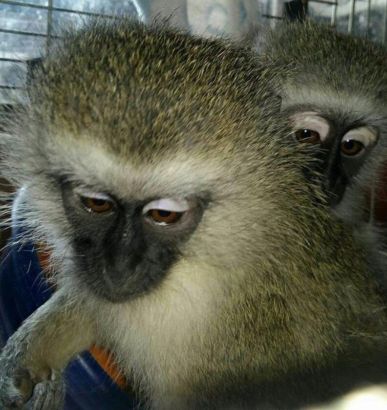 Monkey Parents Hug Their Son When Rescuers Reunite The Family - The Dodo