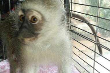 Rescued monkey in cage