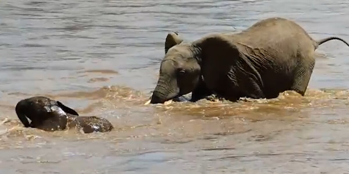 Elephant Family Bands Together To Save Their Baby - Videos - The Dodo