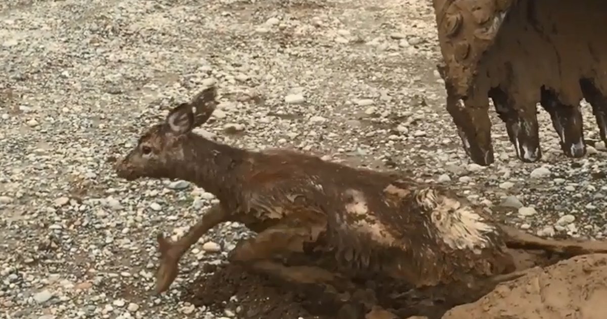 Deer Stuck In Mud Gets A Helping Hand - Videos - The Dodo