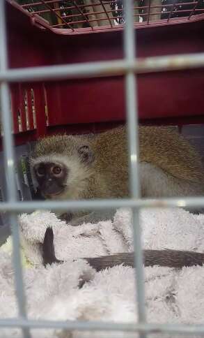 Rescued monkey in transport crate