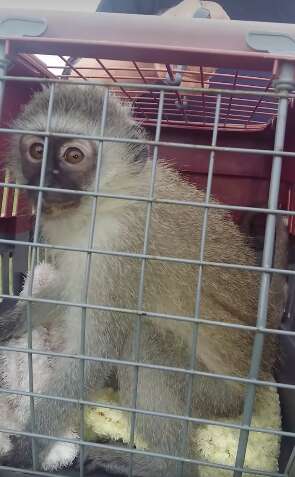 Rescue monkey in carrier