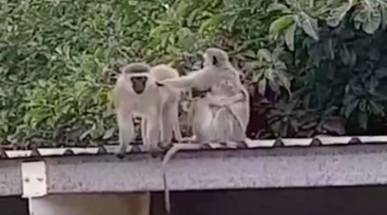 Monkey Parents Hug Their Son When Rescuers Reunite The Family - The Dodo