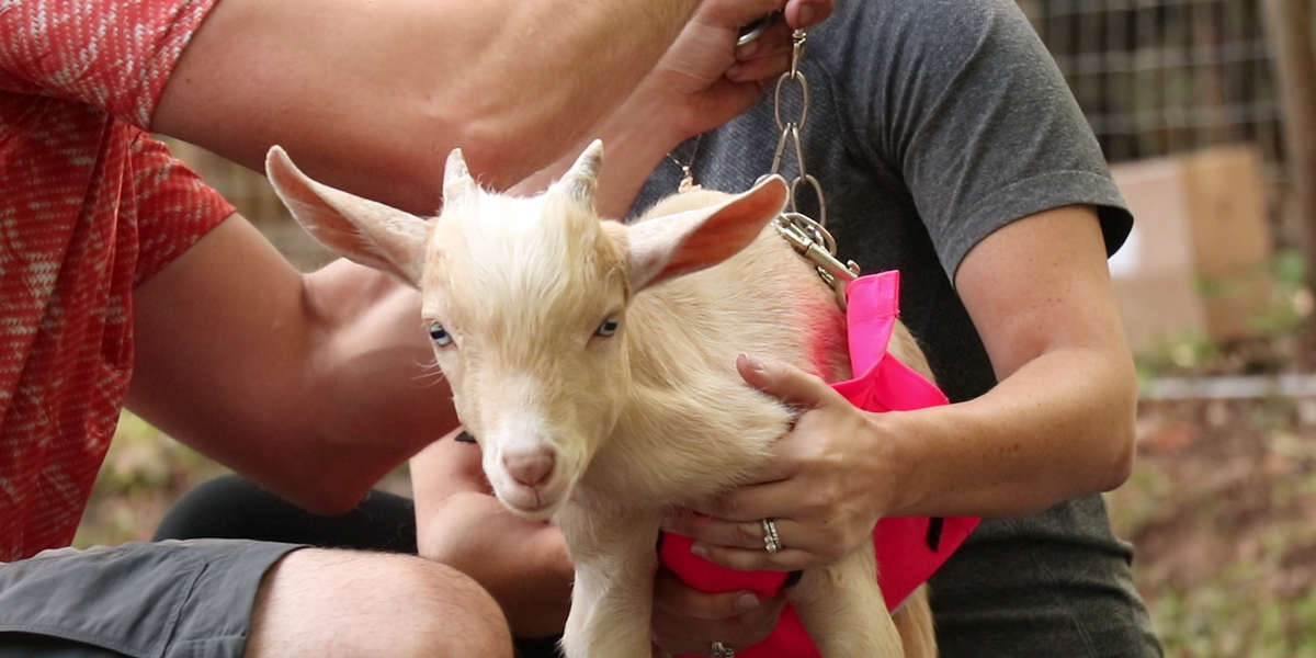 Goat Who Couldn't Walk Gets His Own Zipline - Videos - The Dodo