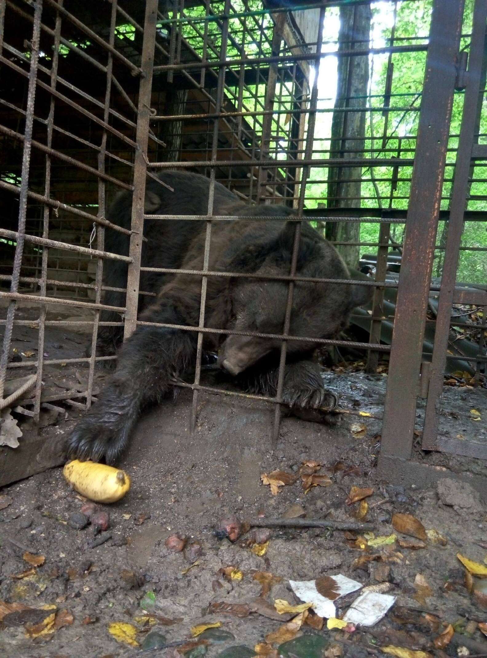 Bear Trapped In Cage Ever Since He Was A Cub Is Finally Rescued - The Dodo