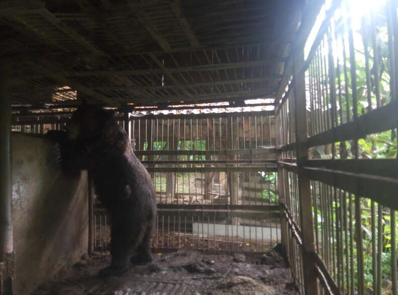 Caged bear in the Ukraine