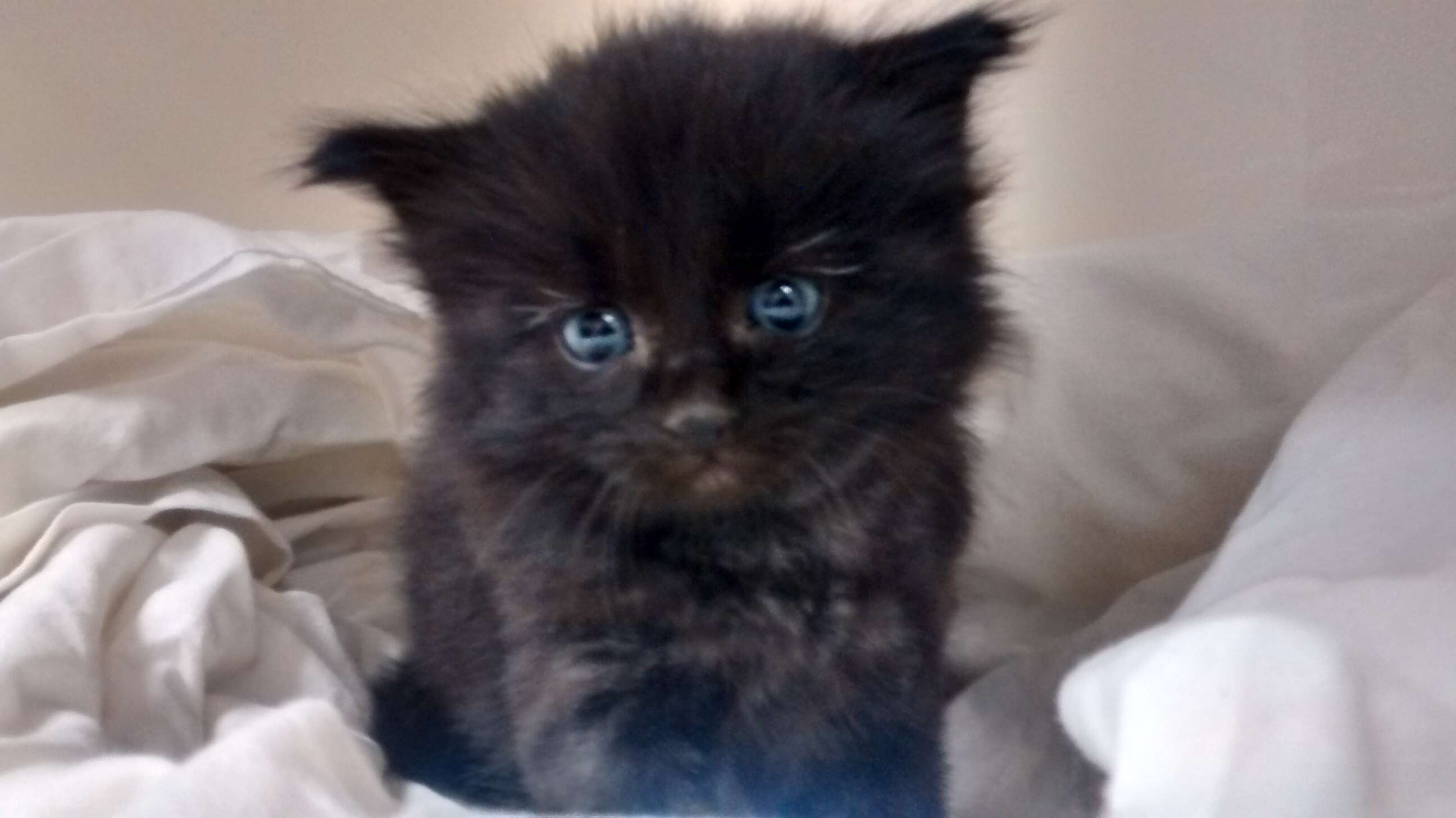 kitten rescued from compost pile
