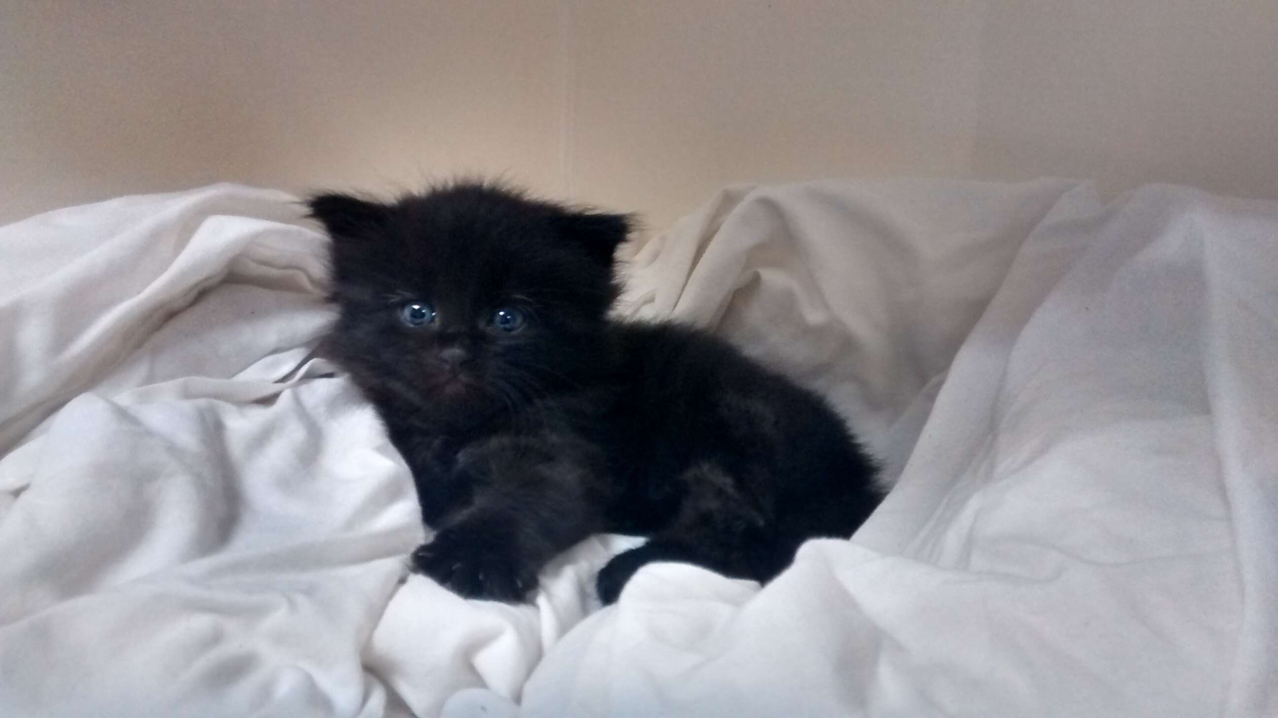 kitten rescued from compost pile