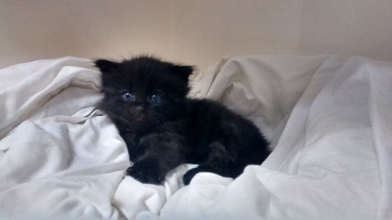 Kitten Buried Under Trash Pile Kept Meowing Until He Was Rescued - The Dodo