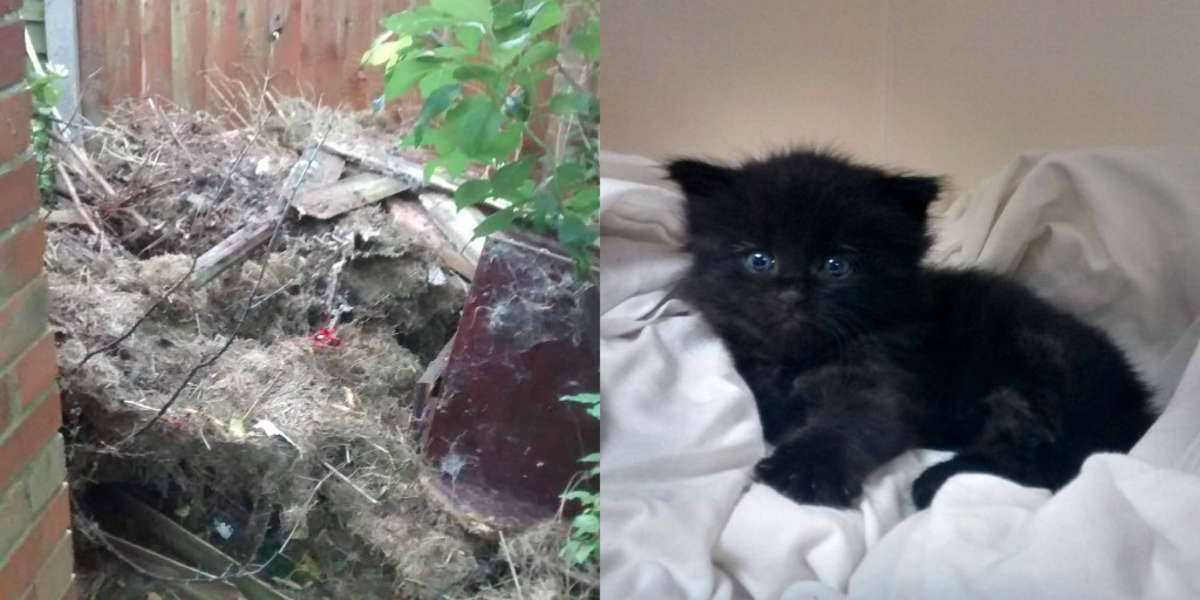 Kitten Buried Under Trash Pile Kept Meowing Until He Was Rescued The Dodo