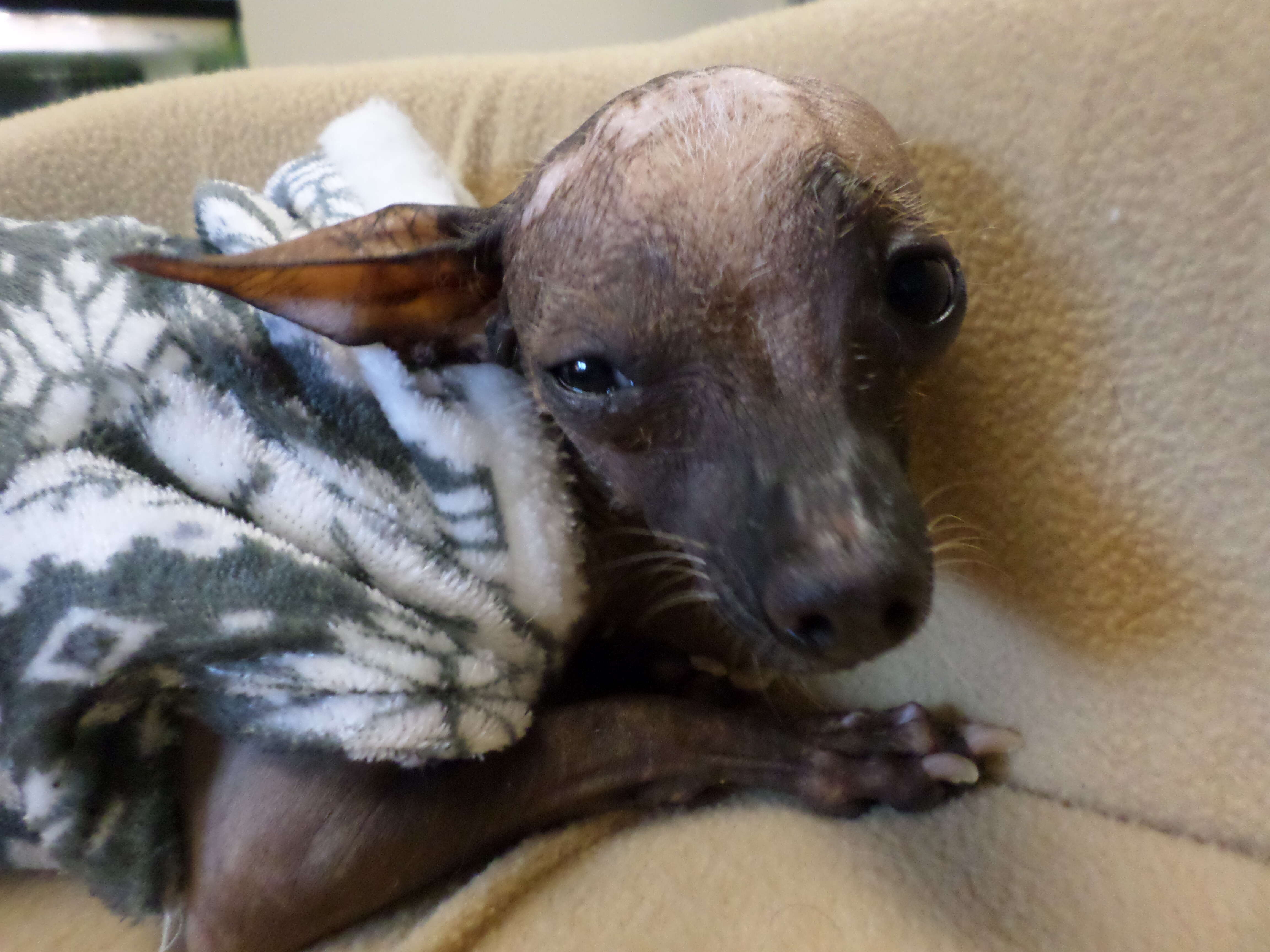 Abandoned senior Chihuahua