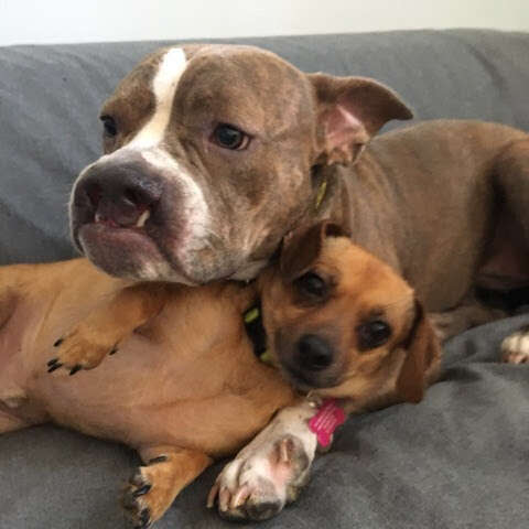 Two dogs on couch