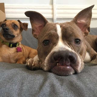 Dogs lying on couch together