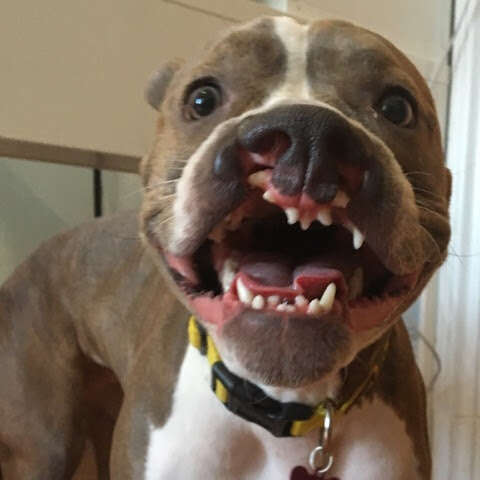 Dog with cleft palate