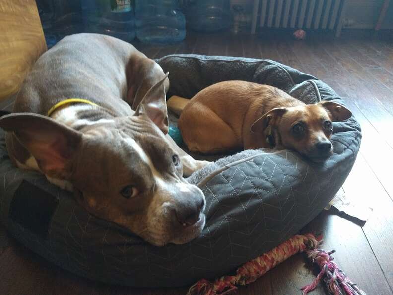 Dogs sharing dog bed