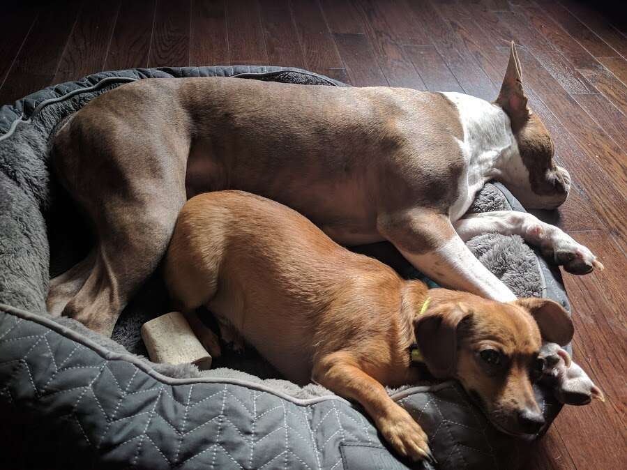 Dog snuggling in dog bed