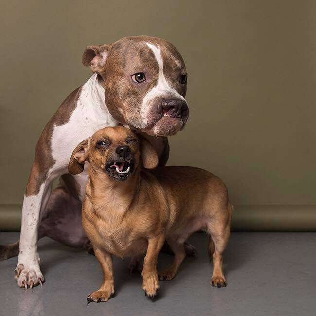 Two dogs posing together