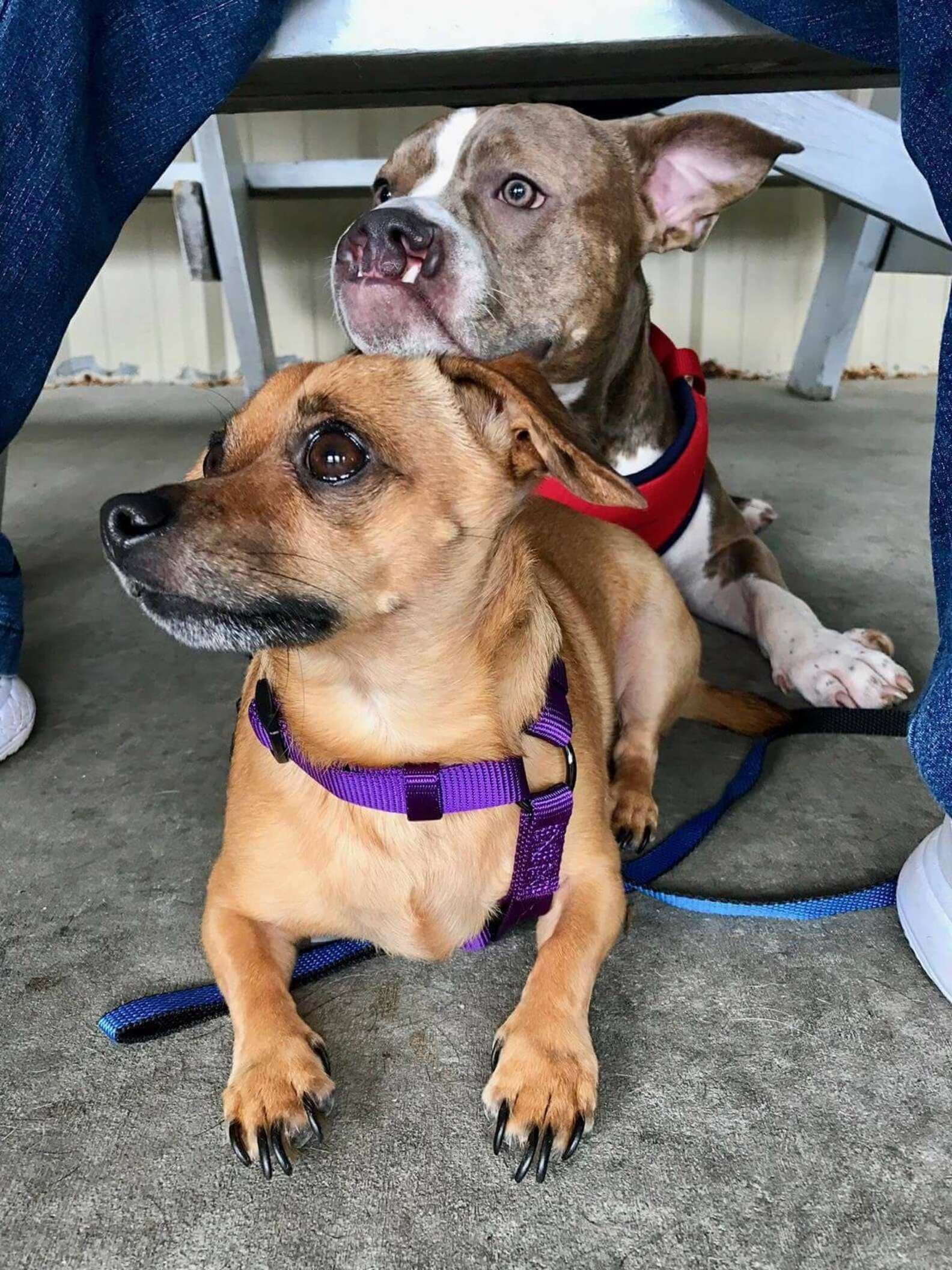 Chiweenie And Pit Bull Are Best Friends And Need A Home Together - The Dodo