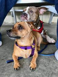 Two dogs together