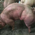 These Pigs In Cambodia Are Ridiculously Muscular 