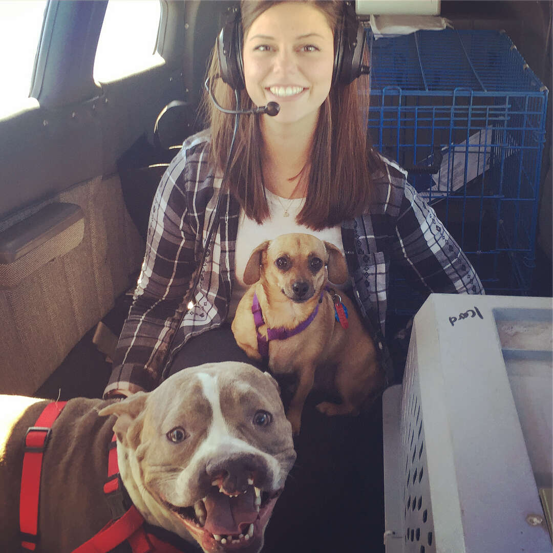 Two dogs on airplane