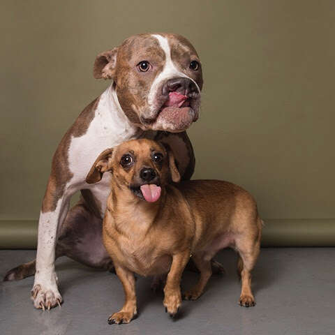 Dog posing with their tongues sticking out