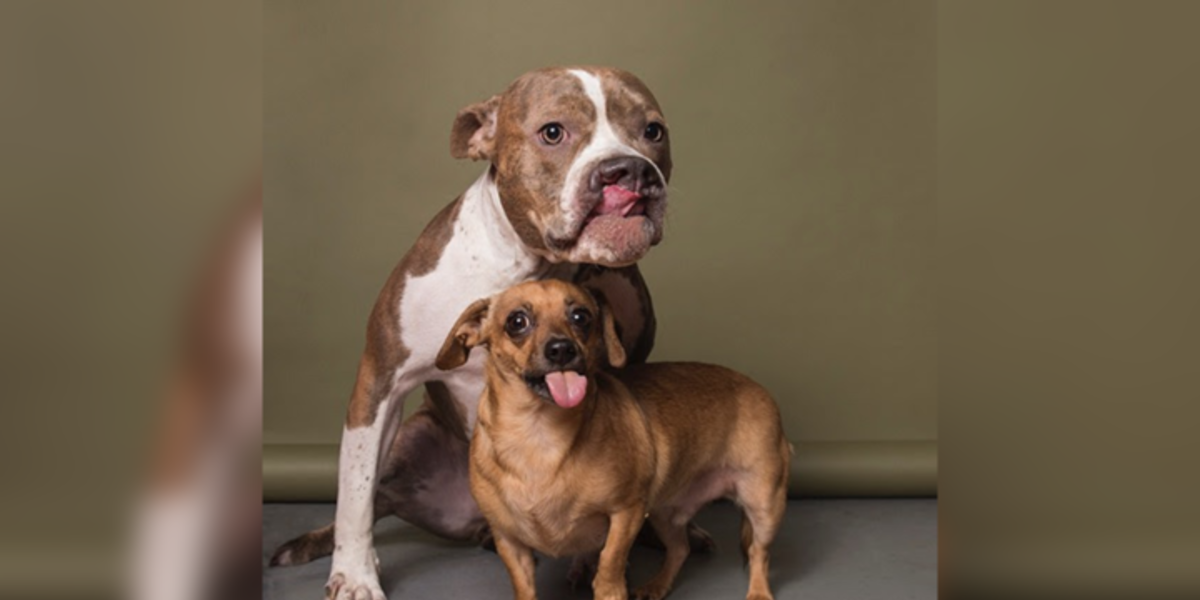 Chiweenie And Pit Bull Are Best Friends 