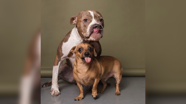 Chiweenie store pitbull puppies