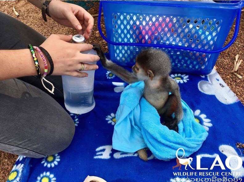 Baby monkey grabbing water bottle