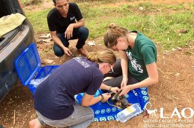 People providing vet care to baby monkey