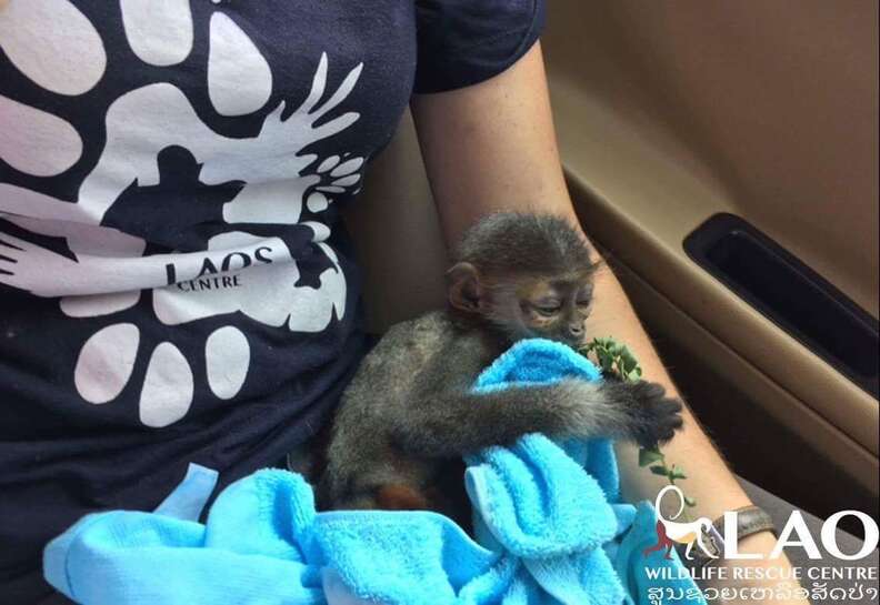 Baby monkey eating leaf matter