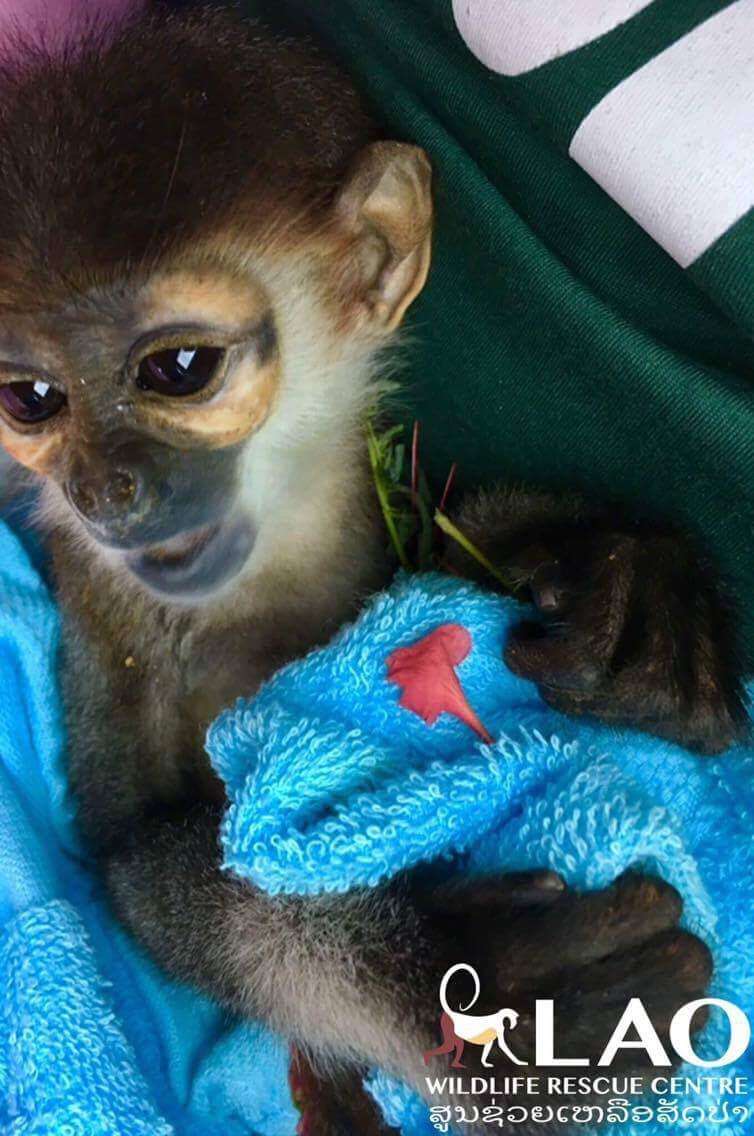 Baby monkey cuddling blanket
